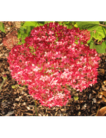 Hydrangea arborescens Invincibelle Spirit (3lt)
