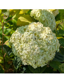 Hydrangea arborescens Marshmallow (10lt)