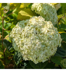 Hydrangea arborescens Marshmallow (10lt)