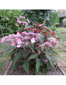 Hydrangea aspera Hot Chocolate (2lt)