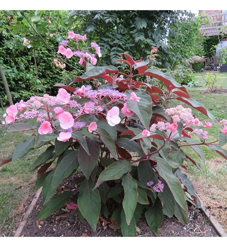 Hydrangea aspera Hot Chocolate (2lt)
