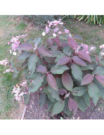 Hydrangea aspera Hot Chocolate (2lt)