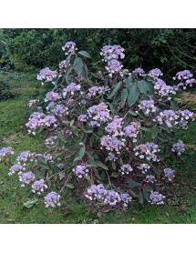 Hydrangea aspera Hot Chocolate (2lt)