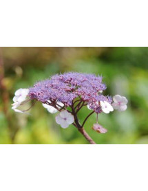 Hydrangea aspera Villosa Group (3lt)