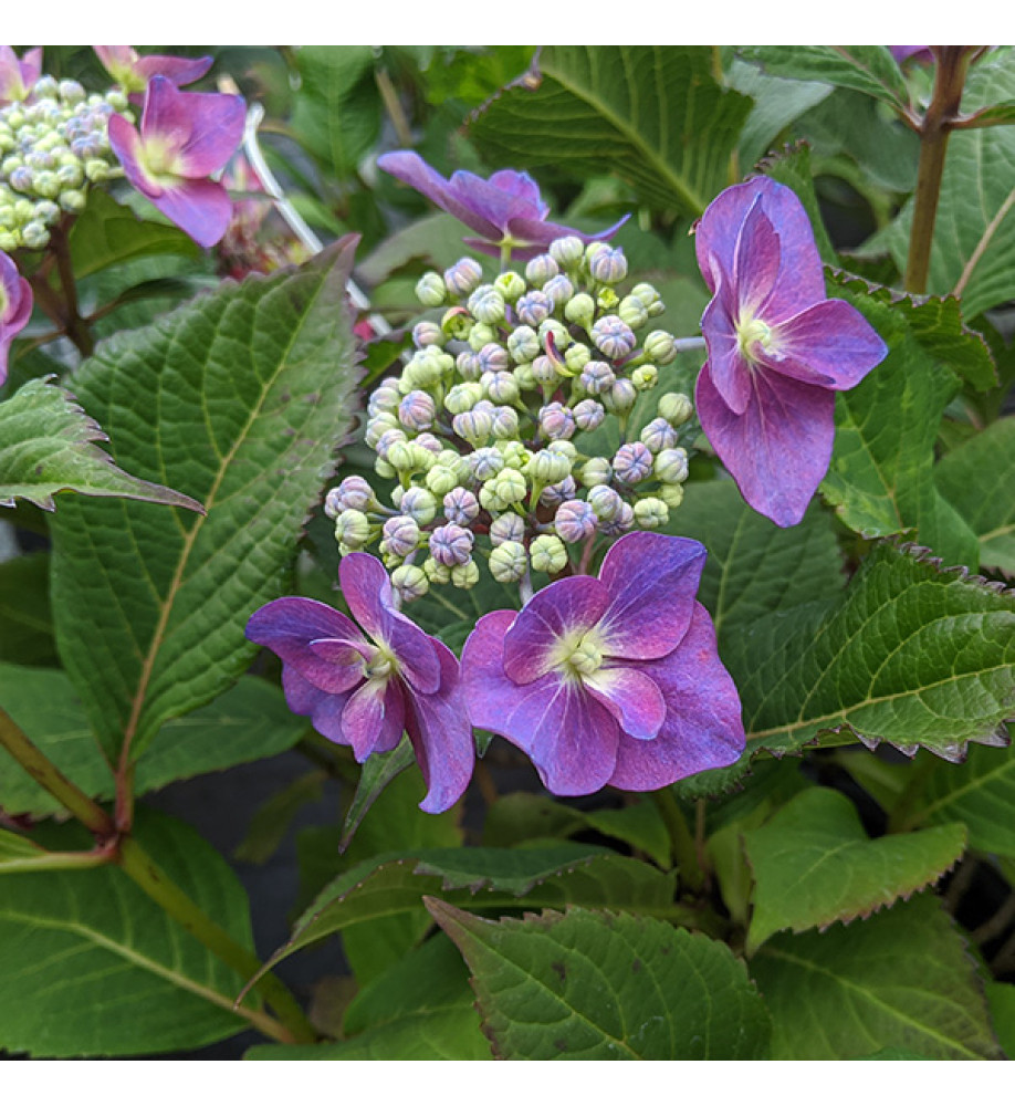 Hydrangea macrophylla Blackberry Pie (4lt)