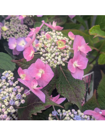 Hydrangea macrophylla Blackberry Pie (4lt) Hydrangea macrophylla Blackberry Pie (4lt)