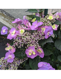 Hydrangea macrophylla Blueberry Cheesecake (4lt)