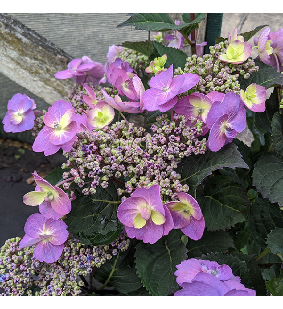 Hydrangea macrophylla Blueberry Cheesecake (4lt)