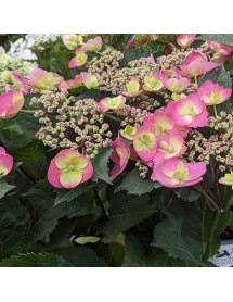Hydrangea macrophylla Cotton Candy (4lt)