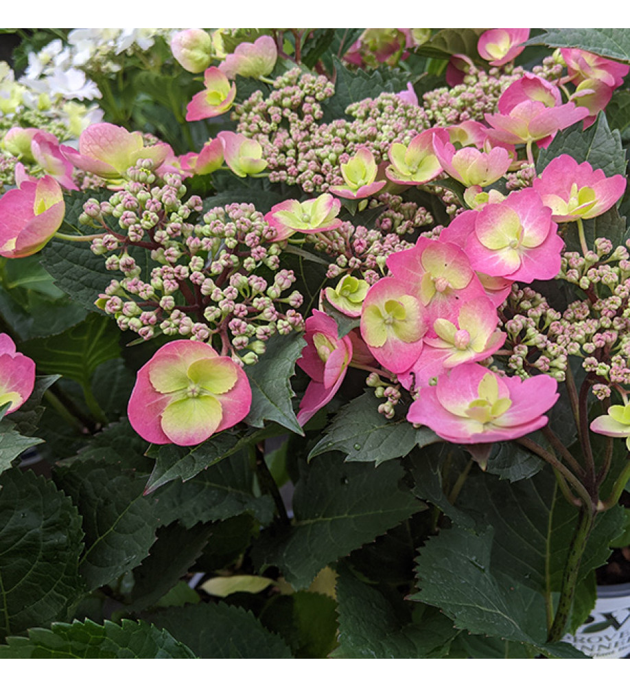 Hydrangea macrophylla Cotton Candy (4lt)