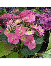 Hydrangea macrophylla Cotton Candy (4lt)