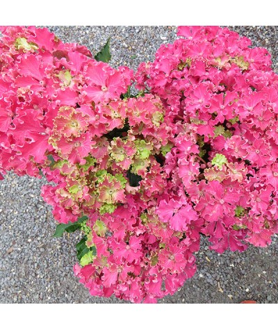 Hydrangea macrophylla Curly Sparkle Red (5lt)