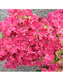 Hydrangea macrophylla Curly Sparkle Red (5lt)