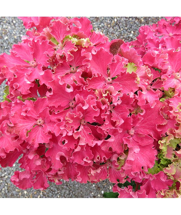 Hydrangea macrophylla Curly Sparkle Red (7.5lt)