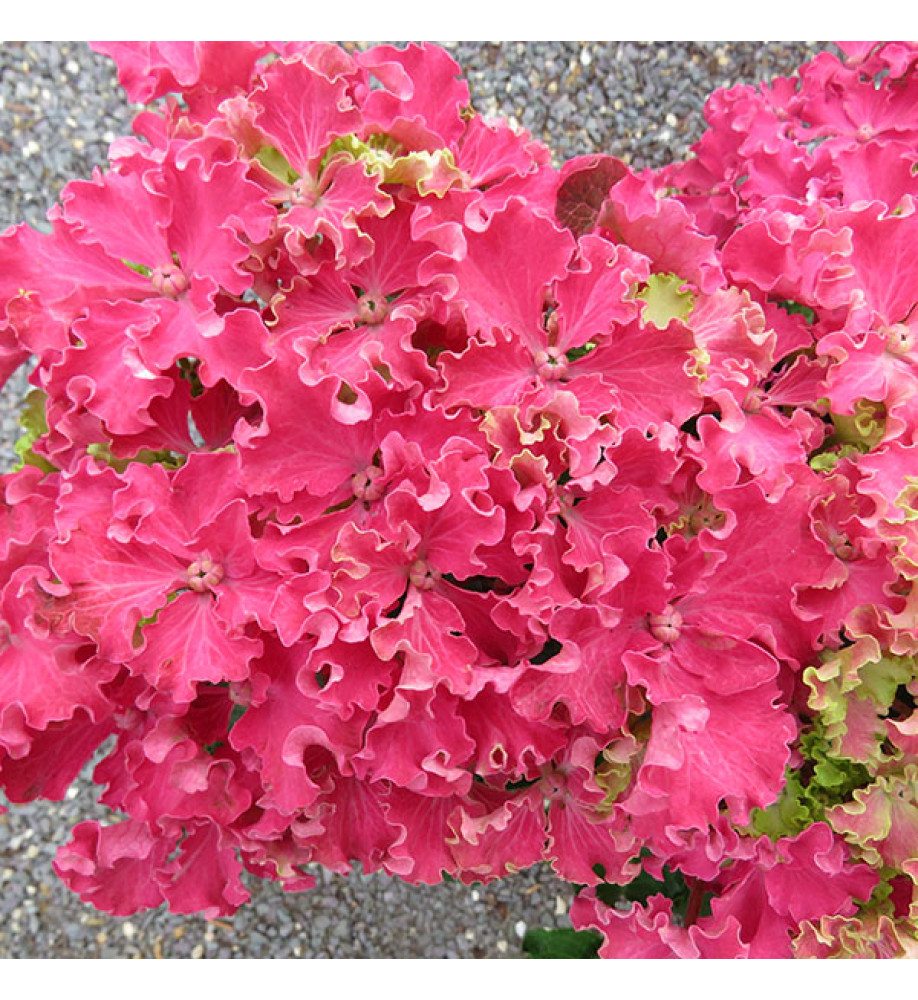 Hydrangea macrophylla Curly Sparkle Red (7.5lt)