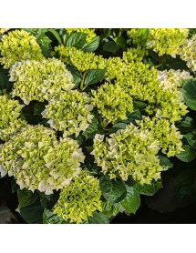 Hydrangea macrophylla Diva Pink (4.5lt)