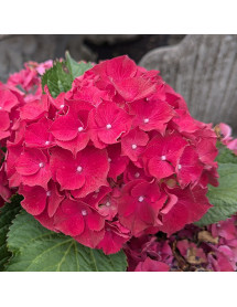 Hydrangea macrophylla Hi Fire Red (20lt)