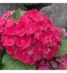 Hydrangea macrophylla Hi Fire Red (5lt)