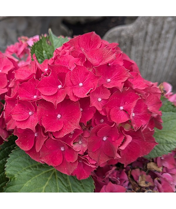 Hydrangea macrophylla Hi Fire Red (10lt)