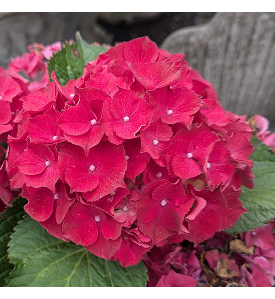 Hydrangea macrophylla Hi Fire Red (20lt)
