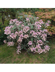 Hydrangea aspera Hot Chocolate (2lt)
