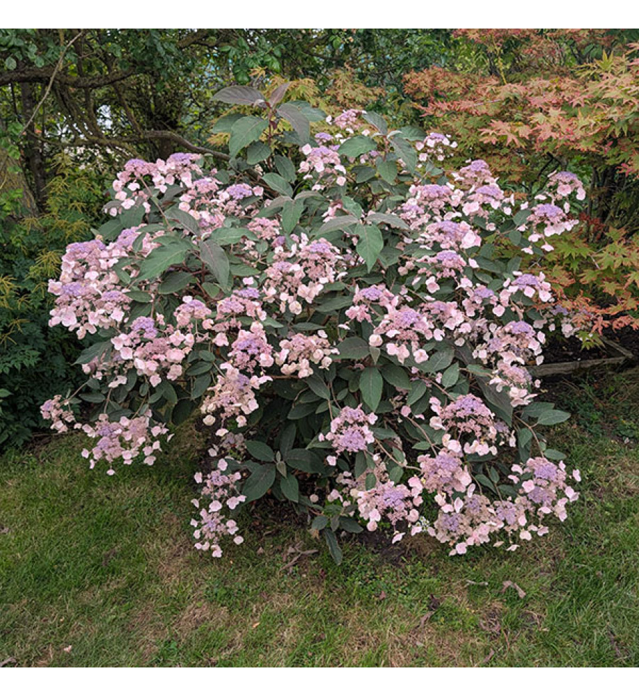 Hydrangea aspera Hot Chocolate (2lt)
