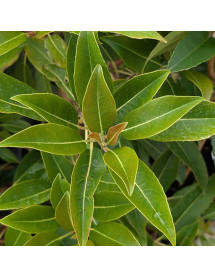 Hydrangea integrifolia (7lt)