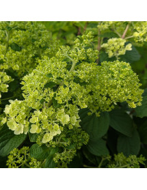 Hydrangea paniculata Little Hottie (10lt)