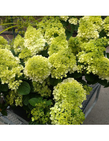 Hydrangea paniculata Little Hottie (10lt)