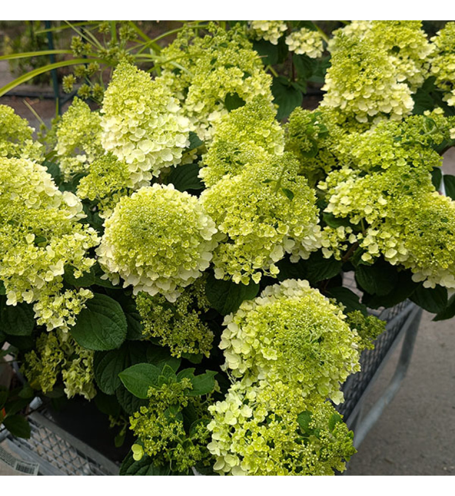 Hydrangea paniculata Little Hottie (10lt)