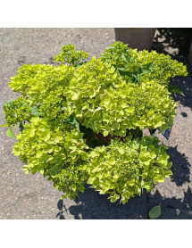 Hydrangea paniculata Little Apple (5lt) Hydrangea paniculata Little Apple (5lt)