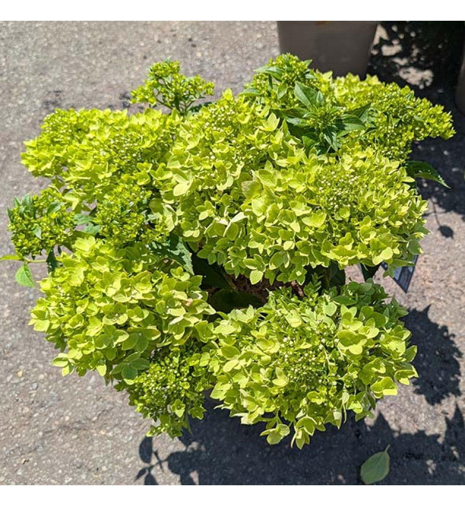 Hydrangea paniculata Little Apple (5lt)