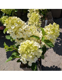 Hydrangea paniculata Little Blossom (4.5lt) Hydrangea paniculata Little Blossom (4.5lt)