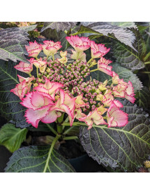 Hydrangea macrophylla Dark Angel Red (7.5lt)