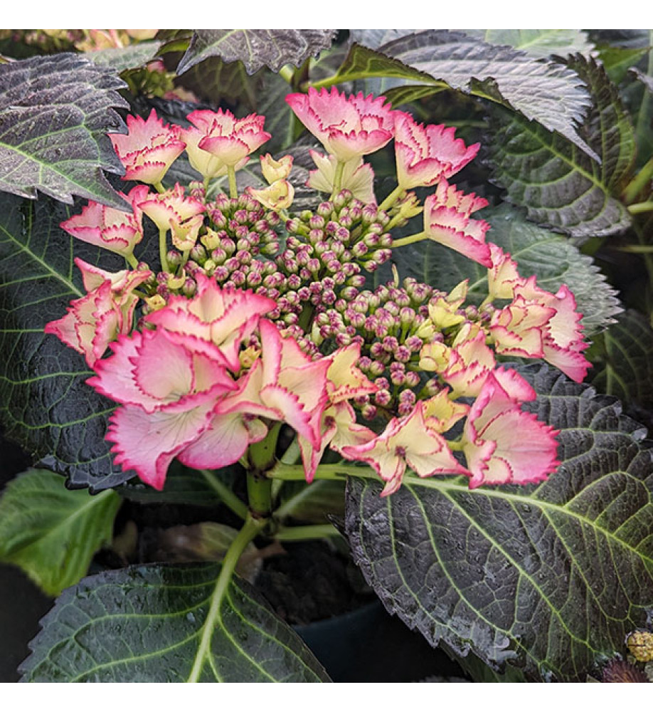 Hydrangea macrophylla Dark Angel Red (7.5lt)