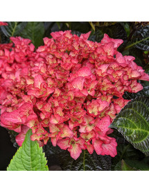 Hydrangea macrophylla Beauty of Boskoop (3lt)