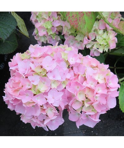 Image of Polaris Hydrangea smooth hydrangea variety