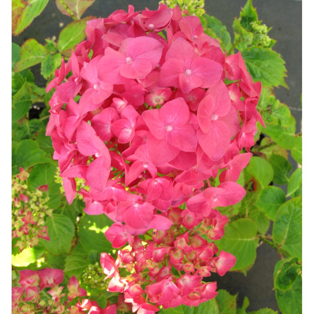 Hydrangea macrophylla Ami Pasquier (3lt)