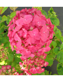 Hydrangea macrophylla Ami Pasquier (3lt)