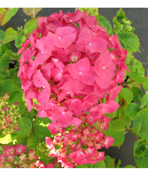 Hydrangea macrophylla Ami Pasquier (3lt) Hydrangea macrophylla Ami Pasquier (3lt)