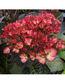 Hydrangea macrophylla Beauty of Boskoop (3lt)