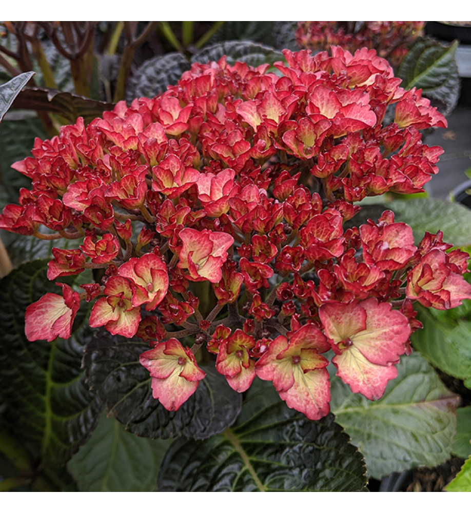 Hydrangea macrophylla Beauty of Boskoop (3lt)
