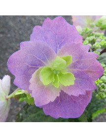 Hydrangea macrophylla Blueberry Cheesecake (4lt)