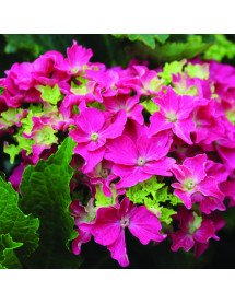 Hydrangea macrophylla Curly Sparkle Red (5lt)
