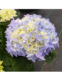 Hydrangea macrophylla Fabolo Blue (3lt)