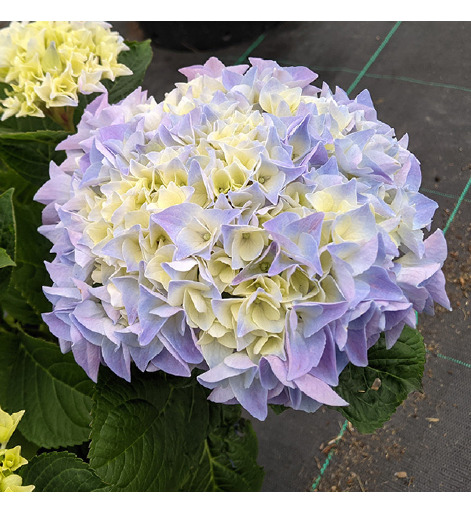 Hydrangea macrophylla Fabolo Blue (3lt)