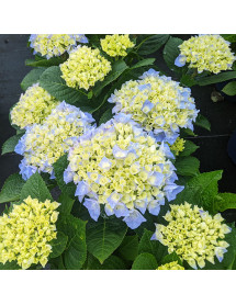 Hydrangea macrophylla Fabolo Blue (3lt)