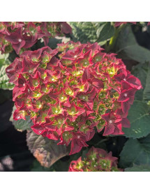 Hydrangea macrophylla Fire Wings (3lt) Hydrangea macrophylla Fire Wings (3lt)