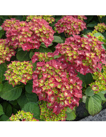 Hydrangea macrophylla Fire Wings (3lt)