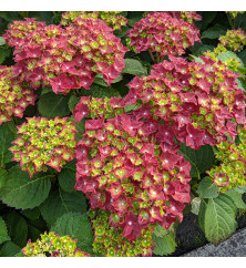 Hydrangea macrophylla Fire Wings (3lt)